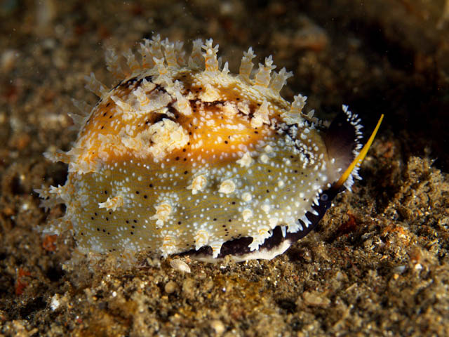 Cypraea vitellus